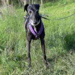 Galgo Mosca, 03/2019, ca. 60 cm