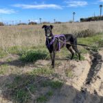 Galgo Mosca, 03/2019, ca. 60 cm