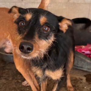 Terrier Mischling Mota, 03/2020, ca. 40 cm