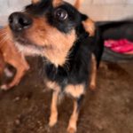 Terrier Mischling Mota, 03/2020, ca. 40 cm