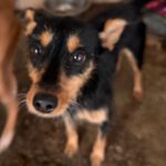 Terrier Mischling Mota, 03/2020, ca. 40 cm