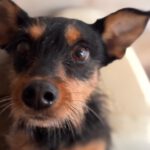 Terrier Mischling Mota, 03/2020, ca. 40 cm