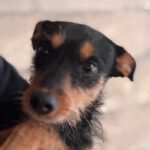 Terrier Mischling Mota, 03/2020, ca. 40 cm