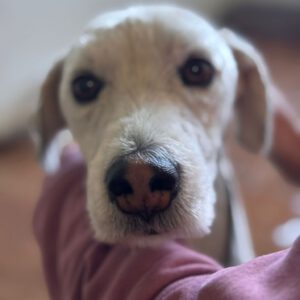 Wasserhund Mischling Nala, 09/2023, ca. 40 cm