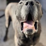 Presa Canario Narco, 08/2021, ca. 60 cm