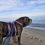 Presa Canario Narco, 08/2021, ca. 60 cm