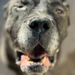 Presa Canario Narco, 08/2021, ca. 60 cm