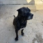 Presa Canario Narco, 08/2021, ca. 60 cm