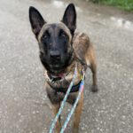 Malinois Mischling Nessi,10/2021, ca. 65 cm