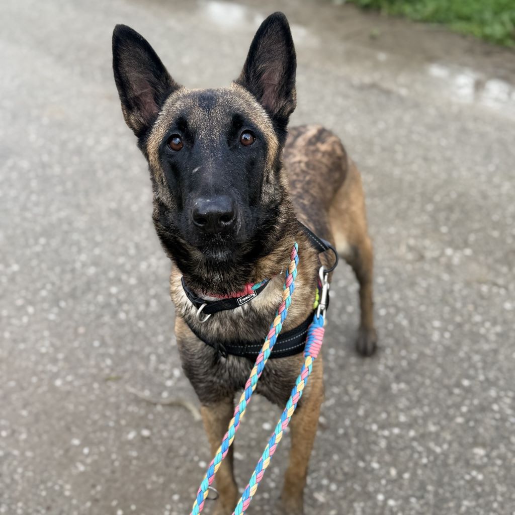 Malinois Mischling Nessi,10/2021, ca. 65 cm