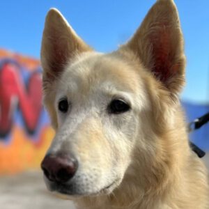 Schweizer Schäferhund Mischling Nimeria, 07/2015, ca. 65 cm,25474 Bönningstedt