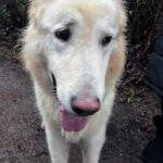 Schweizer Schäferhund Mischling Nimeria, 07/2015, ca. 65 cm,25474 Bönningstedt