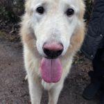 Schweizer Schäferhund Mischling Nimeria, 07/2015, ca. 65 cm,25474 Bönningstedt