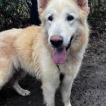 Schweizer Schäferhund Mischling Nimeria, 07/2015, ca. 65 cm,25474 Bönningstedt