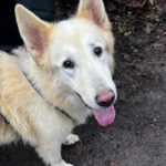 Schweizer Schäferhund Mischling Nimeria, 07/2015, ca. 65 cm,25474 Bönningstedt