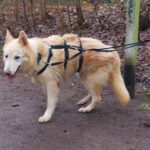 Schweizer Schäferhund Mischling Nimeria, 07/2015, ca. 65 cm,25474 Bönningstedt