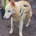 Schweizer Schäferhund Mischling Nimeria, 07/2015, ca. 65 cm,25474 Bönningstedt