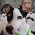 Bodeguero Mischling Nobby, 06/2025, Endgröße: ca. 38 cm, 24159 Kiel