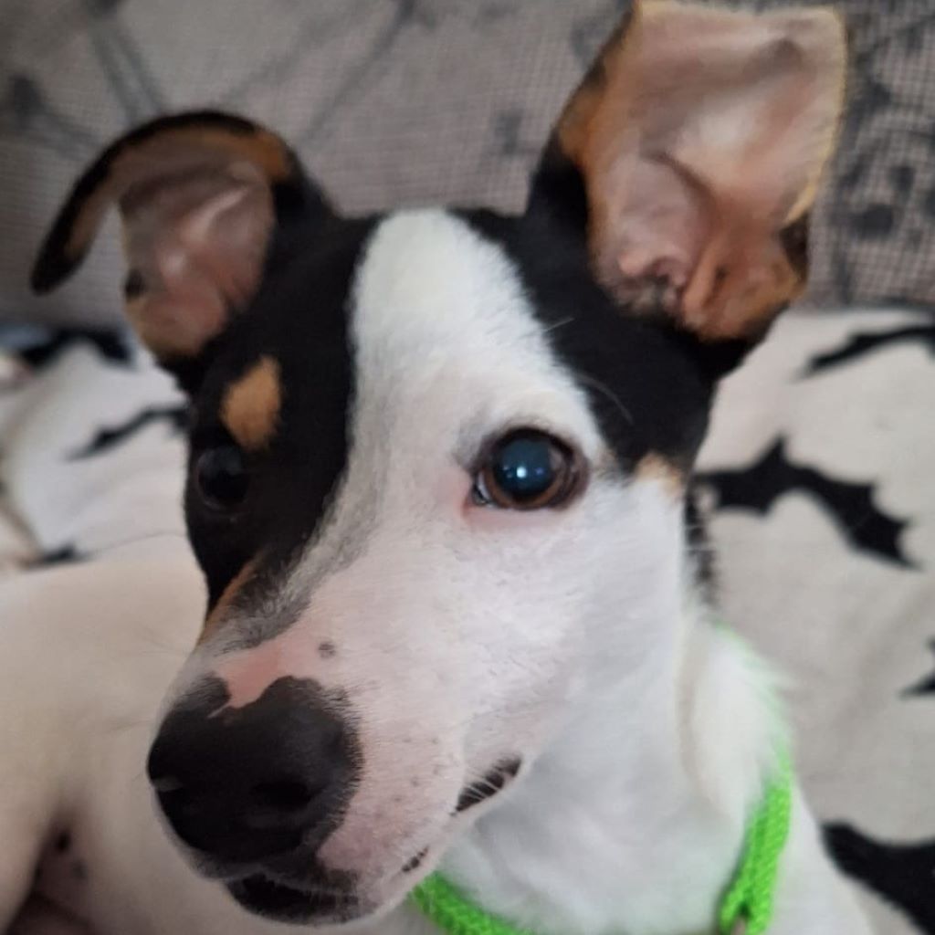 Bodeguero Mischling Nobby, 06/2025, Endgröße: ca. 38 cm, 24159 Kiel