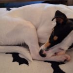 Bodeguero Mischling Nobby, 06/2025, Endgröße: ca. 38 cm, 24159 Kiel