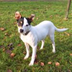 Bodeguero Mischling Nobby, 06/2025, Endgröße: ca. 38 cm, 24159 Kiel