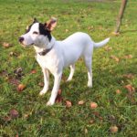 Bodeguero Mischling Nobby, 06/2025, Endgröße: ca. 38 cm, 24159 Kiel