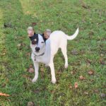 Bodeguero Mischling Nobby, 06/2025, Endgröße: ca. 38 cm, 24159 Kiel