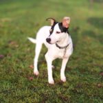 Bodeguero Mischling Nobby, 06/2025, Endgröße: ca. 38 cm, 24159 Kiel