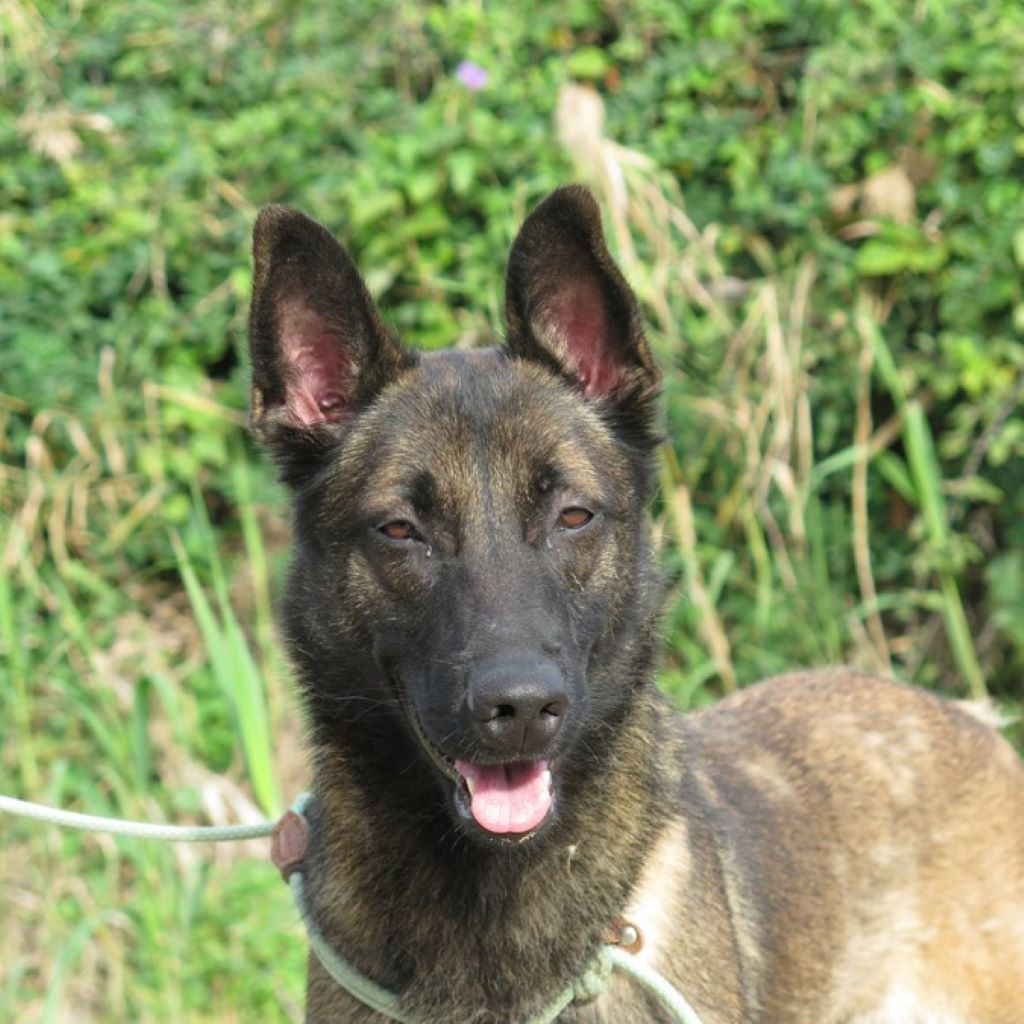 Malinois Mischling Nola, 06/2021, ca. 65 cm