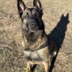 Malinois Mischling Nola, 06/2021, ca. 65 cm