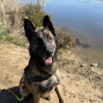 Malinois Mischling Nola, 06/2021, ca. 65 cm