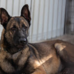 Malinois Mischling Nola, 06/2021, ca. 65 cm