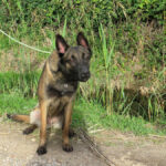 Malinois Mischling Nola, 06/2021, ca. 65 cm