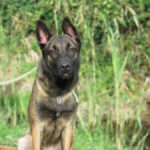 Malinois Mischling Nola, 06/2021, ca. 65 cm