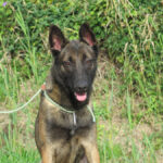 Malinois Mischling Nola, 06/2021, ca. 65 cm