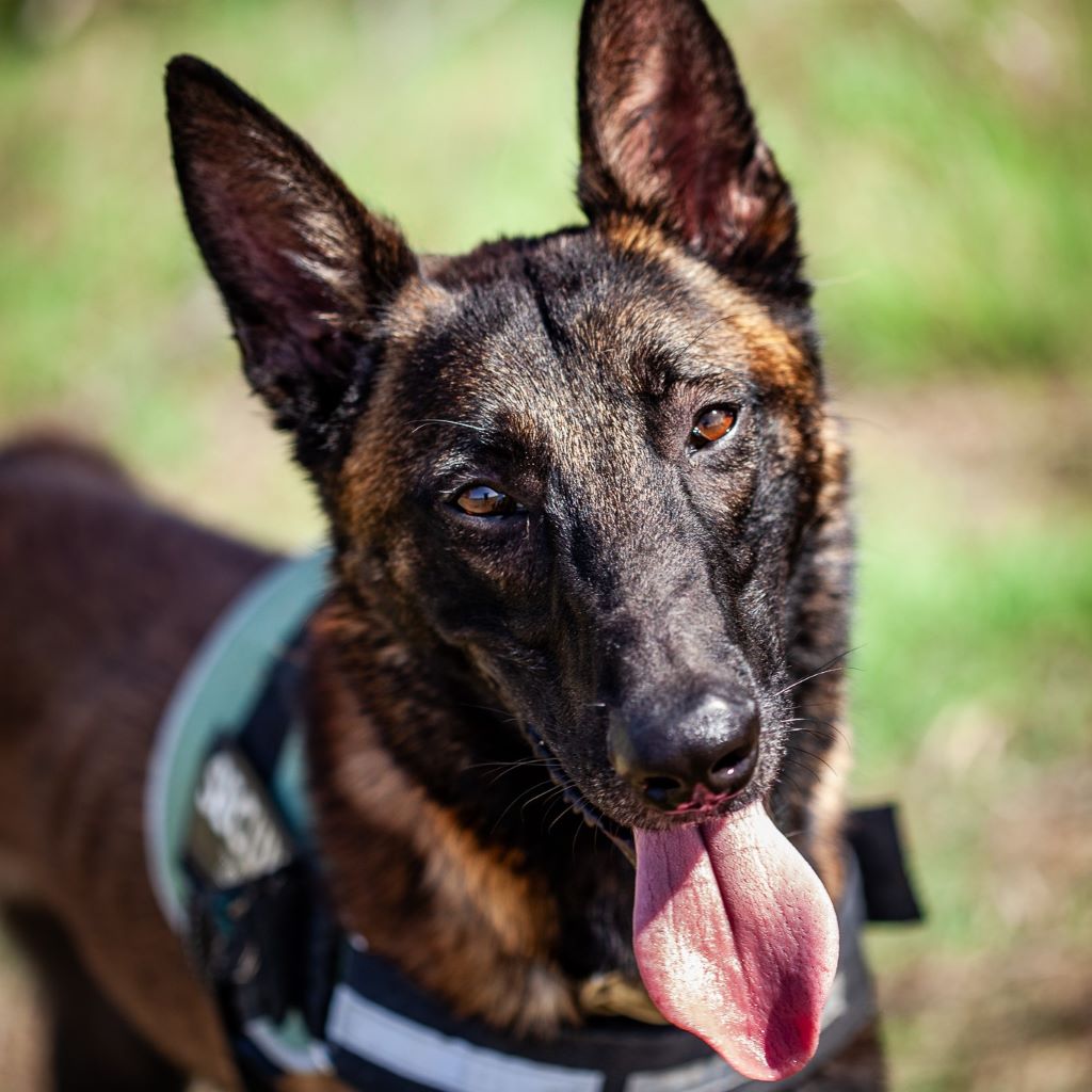 Malinois Mischling Norte, 07/2023, ca. 65 cm