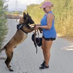 Malinois Mischling Norte, 07/2023, ca. 65 cm