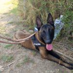 Malinois Mischling Norte, 07/2023, ca. 65 cm