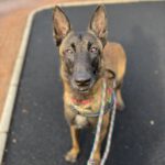 Malinois Mischling Norte, 07/2023, ca. 65 cm