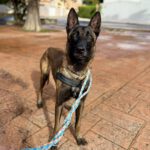 Malinois Mischling Norte, 07/2023, ca. 65 cm