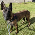 Malinois Mischling Norte, 07/2023, ca. 65 cm