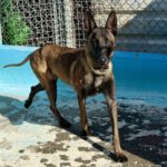 Malinois Mischling Norte, 07/2023, ca. 65 cm