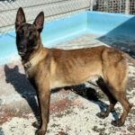 Malinois Mischling Norte, 07/2023, ca. 65 cm
