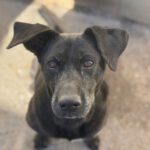 Labrador Mischling Olivia, 03/2017, ca. 50-55 cm