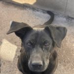 Labrador Mischling Olivia, 03/2017, ca. 50-55 cm