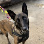 Malinois-Mischling Olivia, 10/2017, 65 cm