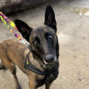 Malinois-Mischling Olivia, 10/2017, 65 cm