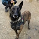 Malinois-Mischling Olivia, 10/2017, 65 cm