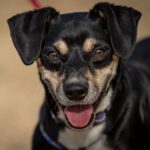 Mischling Olivo, 01/2021, ca. 40 cm