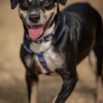 Mischling Olivo, 01/2021, ca. 40 cm